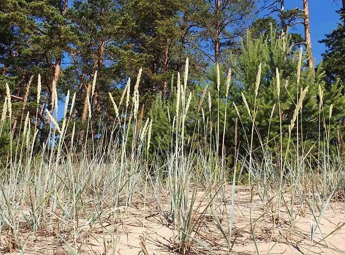 Splife Semi-detached * Kuru